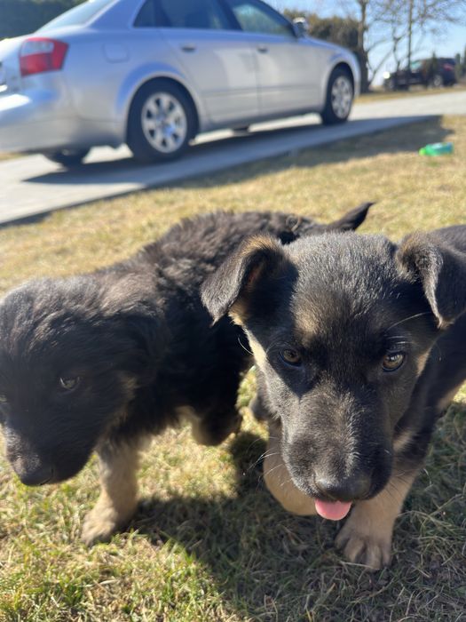 Oddam pieski w dobre rece