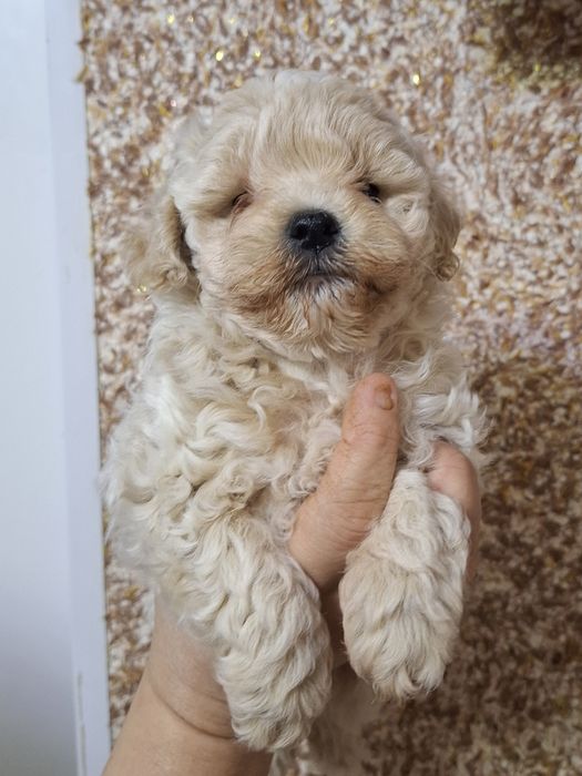 Маленькие комочки счастья.Мальтипу.