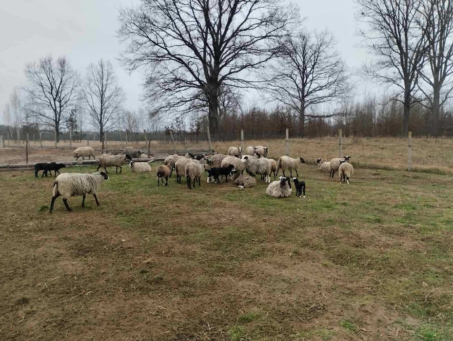 Продам  вівці,вівці