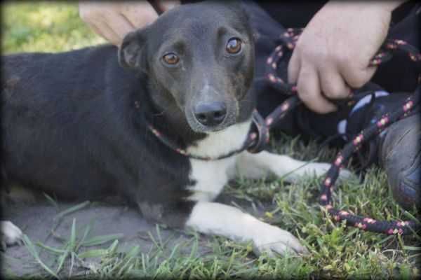 Spokojna Tinka szuka nowego domku