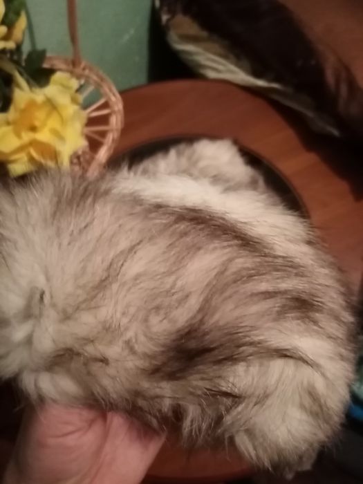 Komplet z lisa z lat 70 PRL