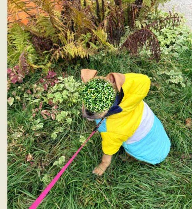 Куртка для собак осінь-зима-весна