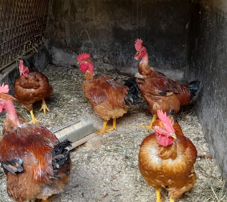 Frangos-Galos caseiros.