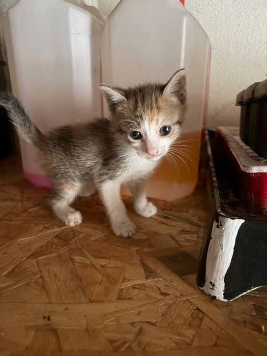 Gatos para adoção