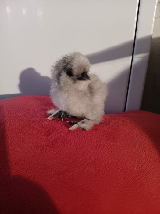 Silki naturalne ekologiczne kury pisklaki silki jedwabiste USA silki