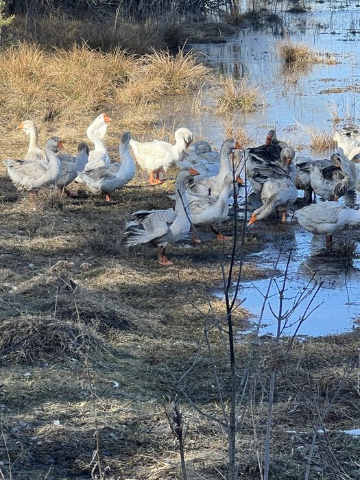 Продам инкубационно яйцо и гусаков  холмогоров