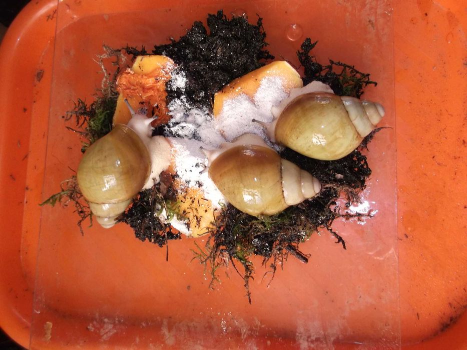 Улитки сухопутные Archachatina marginata (ssp) Ukrainian Smoky Eyes