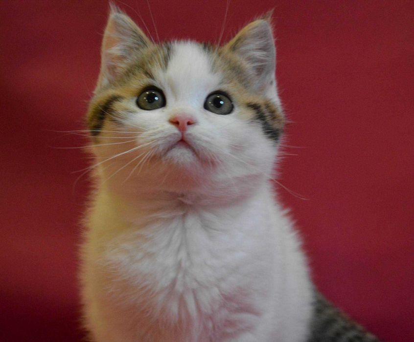 Шотландське кошеня (хлопчик)