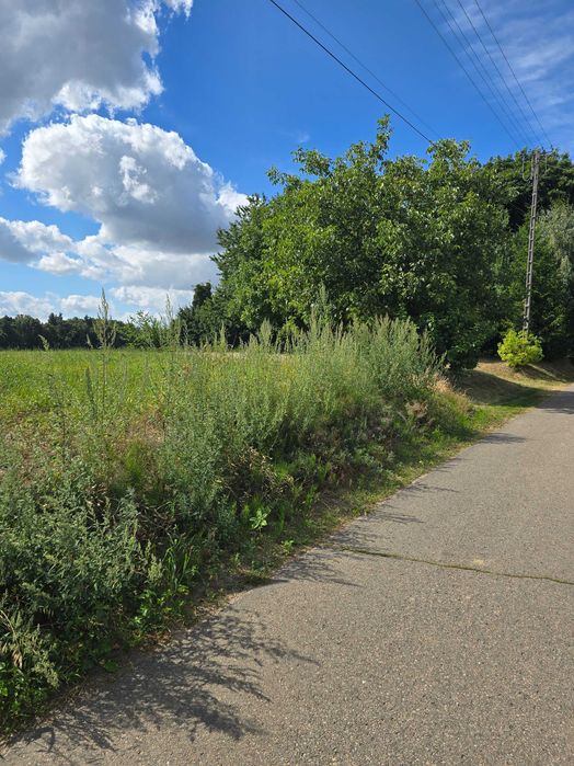 Działka zagrodowa - rolna z lasem 13km od Kazimierza Dolnego - Widok 3