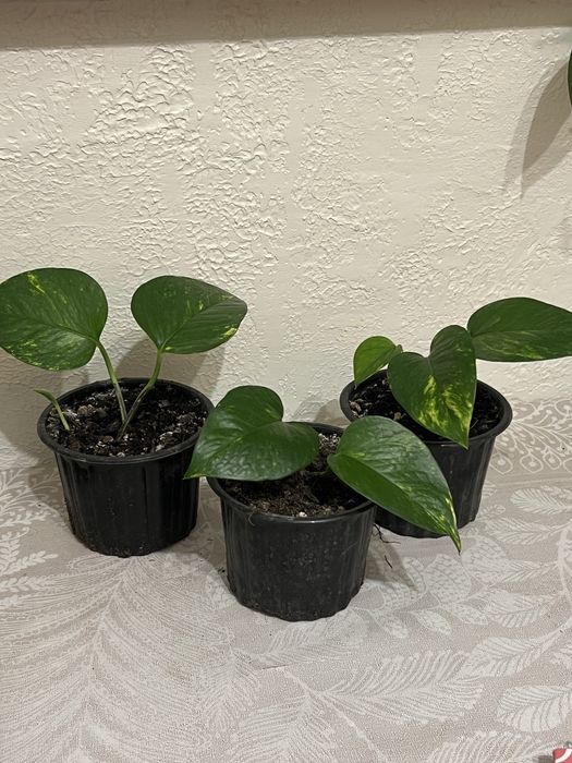 Епіпремнум ліана кімнатна