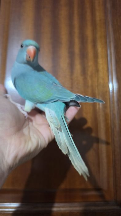 Ring neck azul turquesa cc