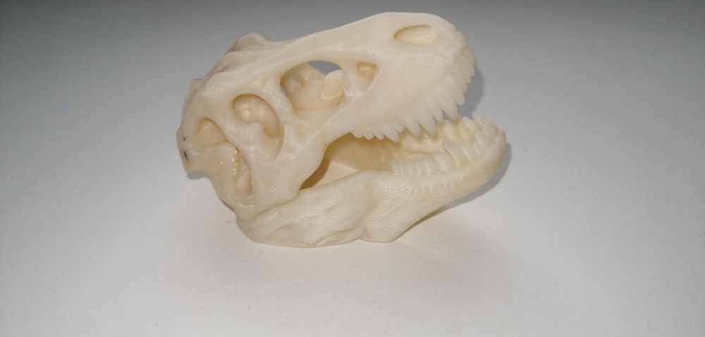 Czaszka t-rexa, wystrój formikarium, terarium, mrówki, gady.