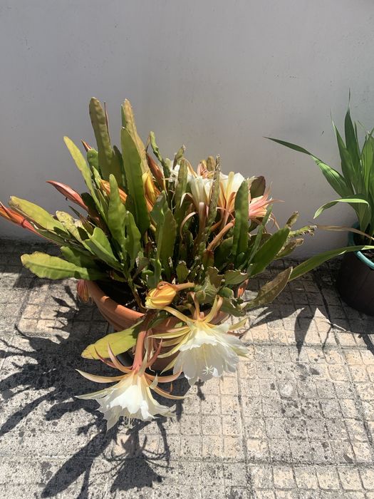Suculenta com flor