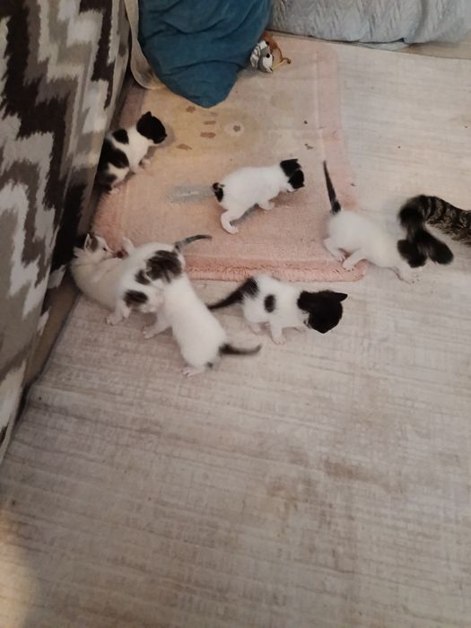 Gatinhos para Adopção