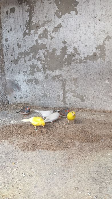 Disponível mandarins