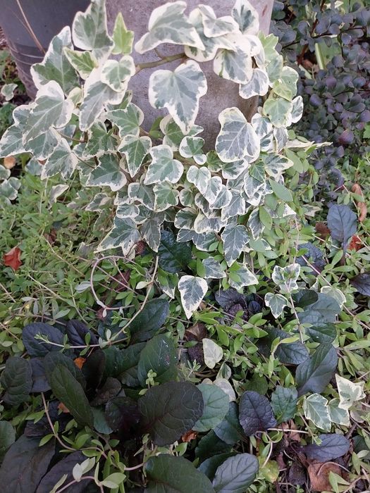 Набор рослин 8 шт.пеларгонія,бегонія,традесканция,піперомія,пілея