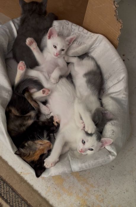 Котята в добрые руки Днепо