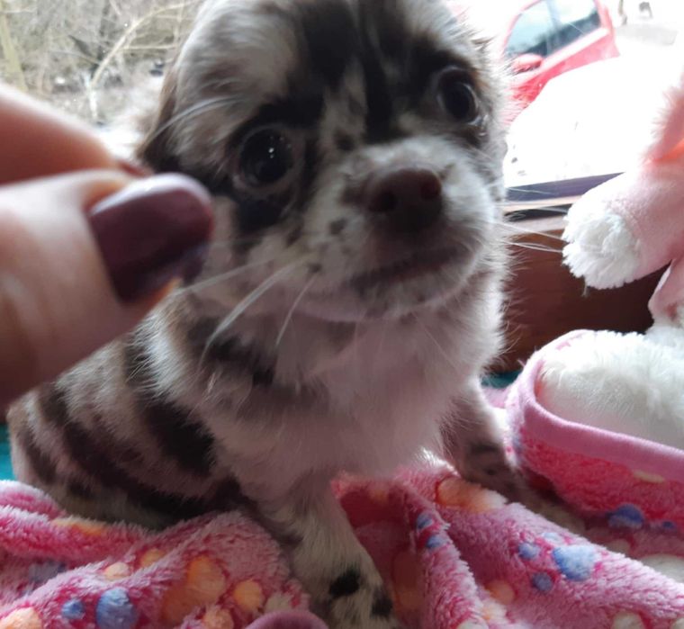 Chihuahua długowłosy Piesek Beżowy Merle