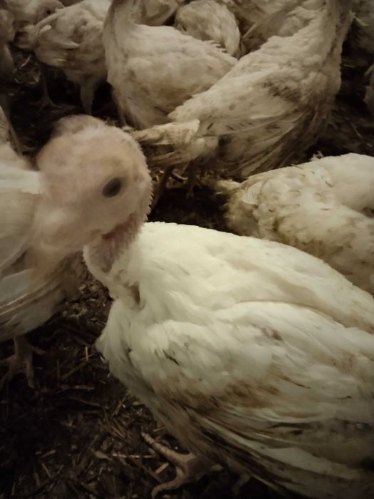 Indyki odchowane białe indory indyczki