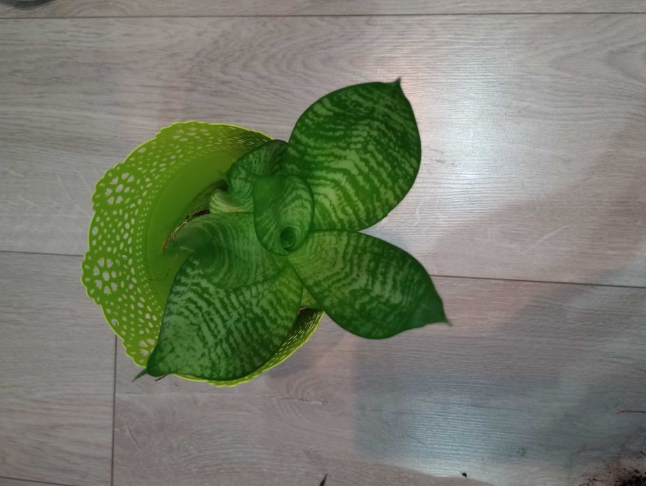 Sadzonka Sansewierii niskiej ukorzeniona