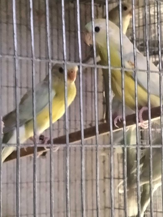 Red Rumped disponiveis