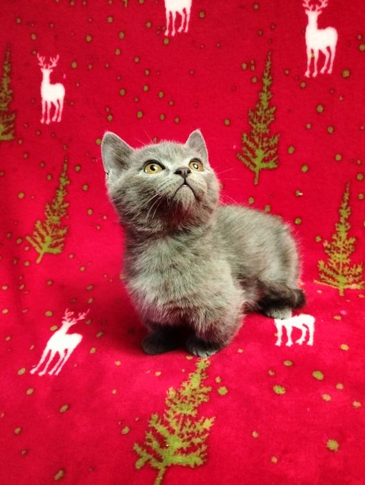 Котята породы Манчкин