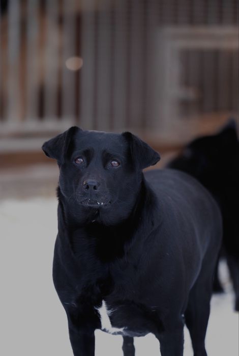 suka suczka do adopcji za darmo