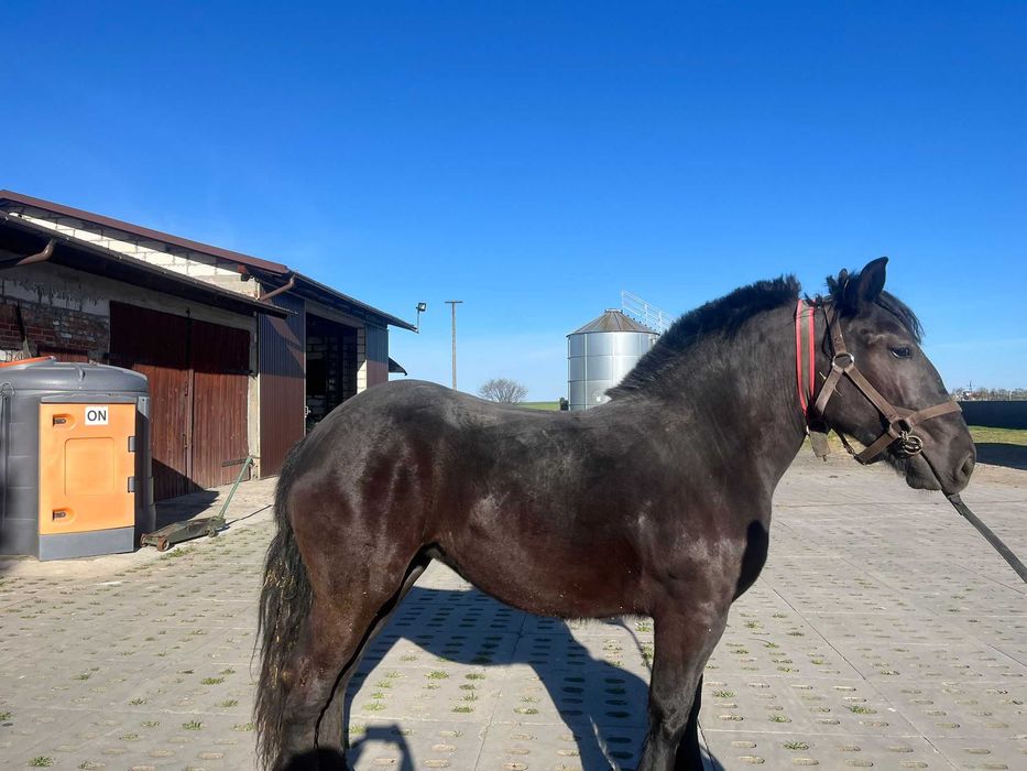 Kara klacz dwu letnia