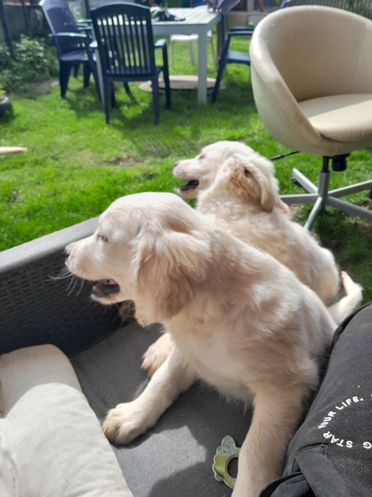 Golden Retriever