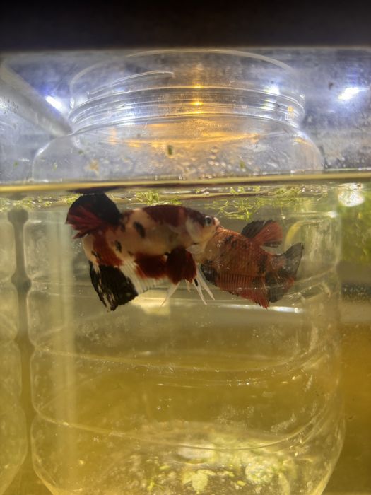 Bettas de seleçao