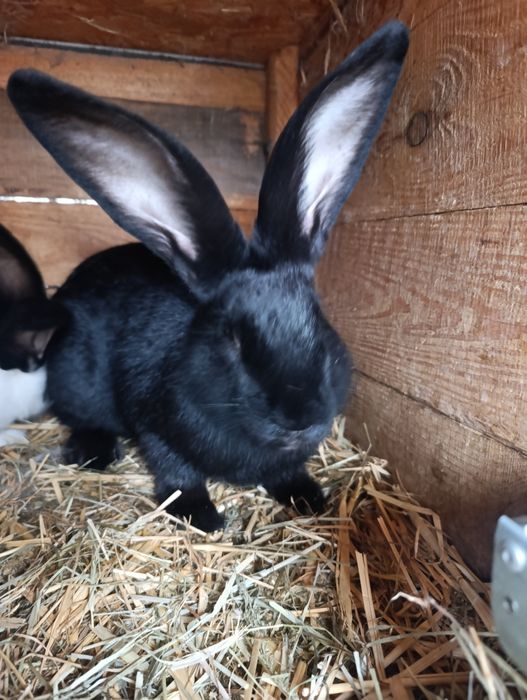 Sprzedam 2 samce srokacz