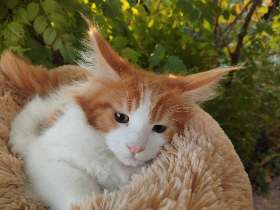 Мейн кун кошенята