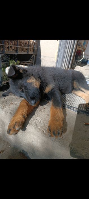 Кабель німецької вівчарки. В'язка.