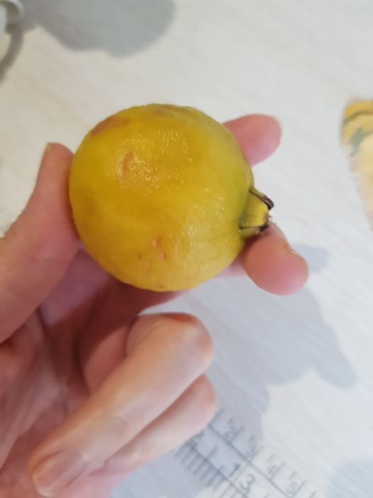 Гуава  гуаява земляничная