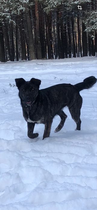 Віддам безкоштовно цуценят