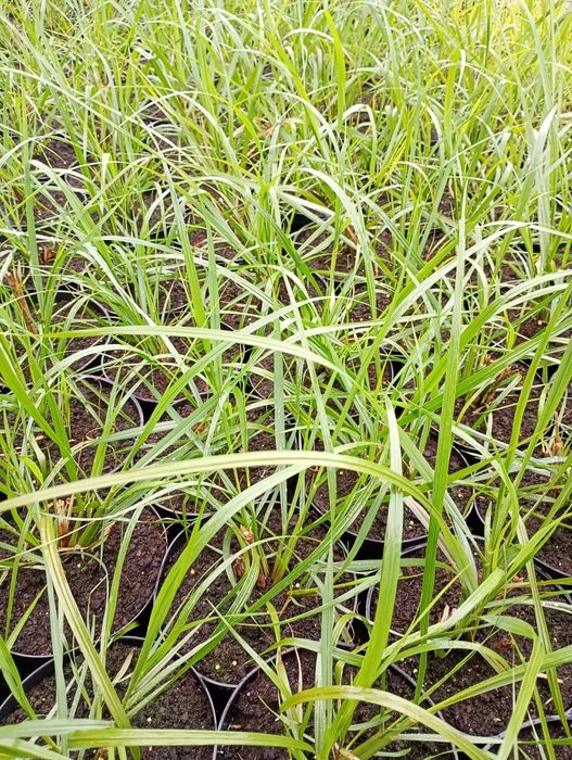 Rozplenica Moudry i Hameln c2/2 litrowa doniczka