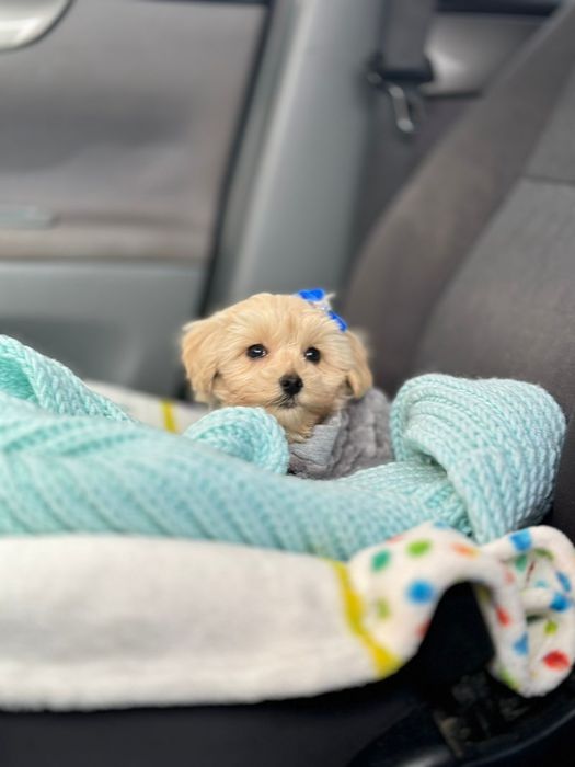 Гарненькі дівчатка і хлопчики малюки фантастичні Мальтіпу