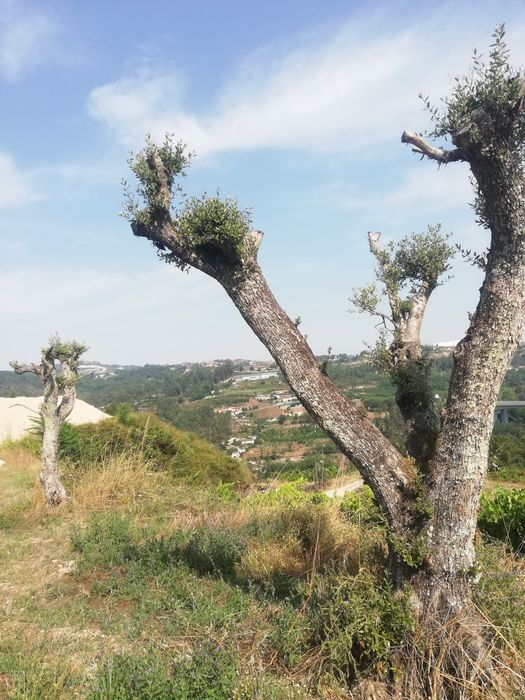 Oliveiras adultas