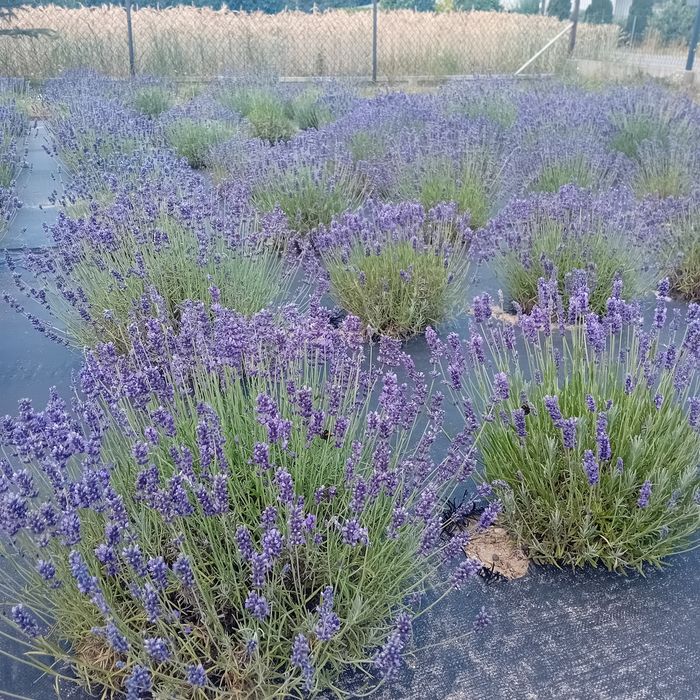 Bukiet suszonej lawendy dekoracja aromaterapia piękna.