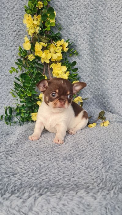 Excecional menina super mini mini Chihuahua/Chiuaua LinhagemRussa