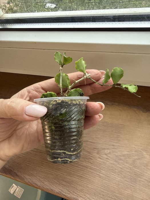 Хойя каньякумариана Hoya kanyakumariana