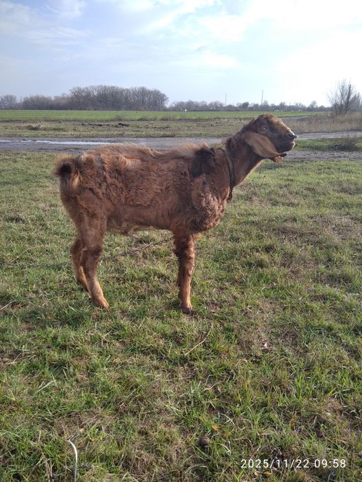 Козёл ждёт коз для совместного времяпрепровождения