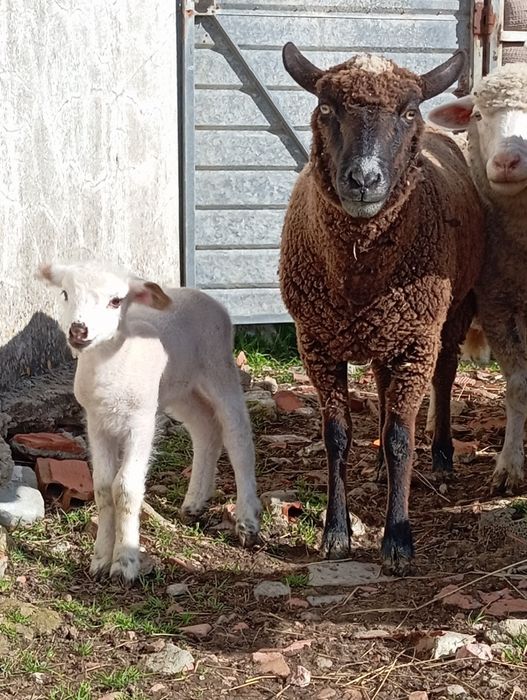 Vendo ovelha e  borrega