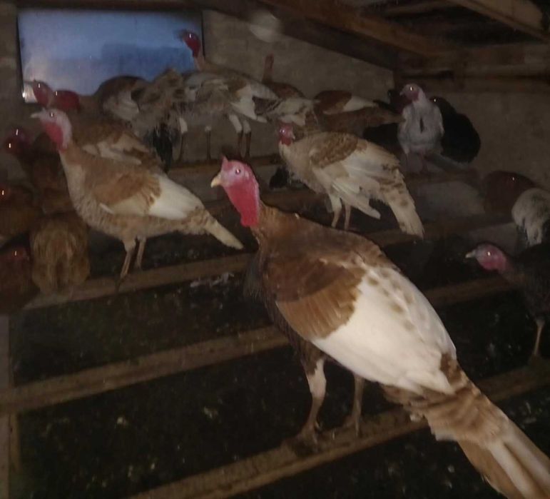 Sprzedam żywe indyki