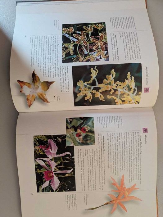 Самые красивые и знаменитые Цветы мира Аванта 2002 год