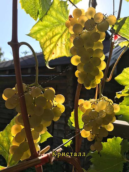 Виноград для соку та вина (саджанці технічних сортів)
