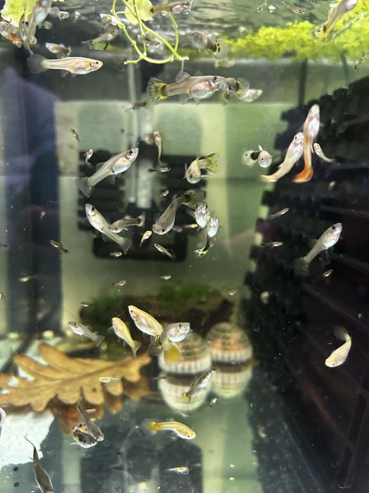 12 gupies  variados