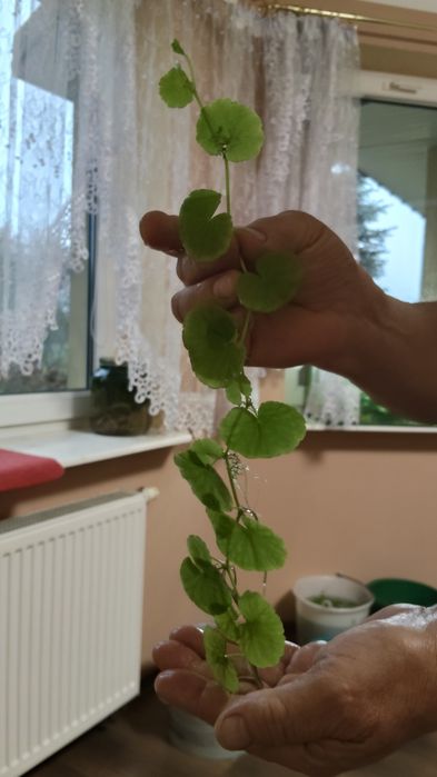 piękna Wąkrotka rośliny akwariowe