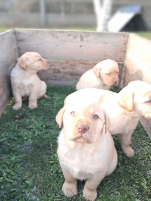 Labrador retriever