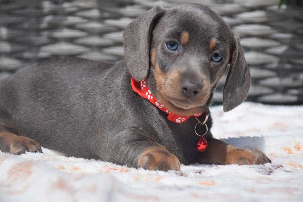 Teckel blue disponível